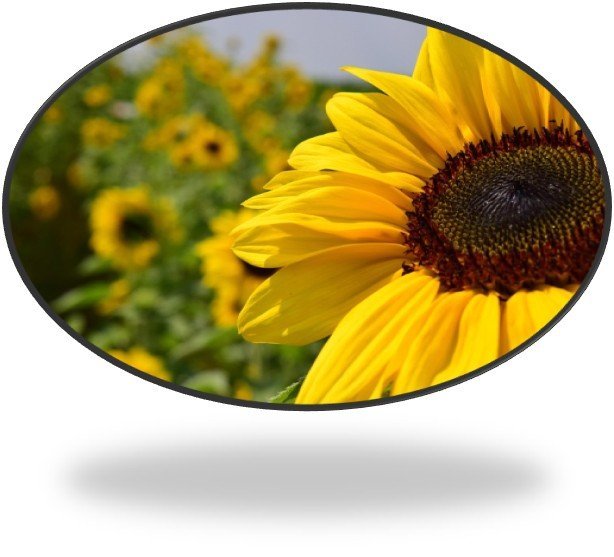 Skrifstofan lokuð vegna sumarleyfa