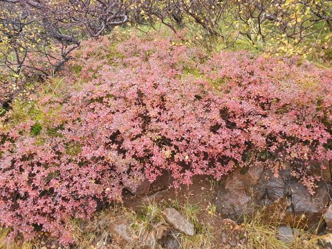 Næsta vika 12.-16.október